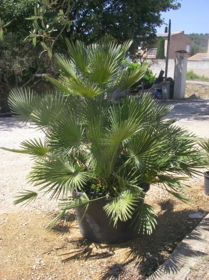 Palmier chamaerops humilis